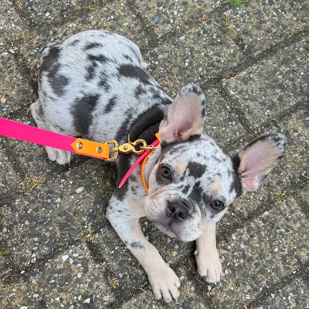 Cachorro Bulldog Francés